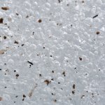 Desoria saltans mandrone | Foto B. Valle 